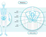 Anatomia miednicy z zaznaczoną kością krzyżową. Ilustracja przedstawia widok z przodu, pomocny w zrozumieniu leczenia problemów z poziomym ustawieniem kości krzyżowej.