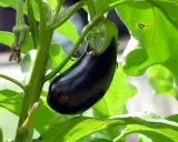 Une belle aubergine noire mûrit sur sa tige, entourée de feuilles vertes luxuriantes. La distance de plantation de cette aubergine promet une récolte abondante.