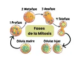Ilustración de las fases de la mitosis: profase, metafase, anafase y telofase, mostrando la división celular de una célula madre a células hijas.