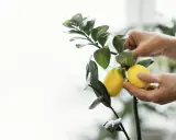 Manos cuidando un limonero desde semilla que da fruto. Dos limones amarillos cuelgan de una rama verde.