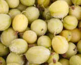 Nahaufnahme von gefrorenen, hellgrünen Stachelbeeren, bereit zum Einfrieren für später.