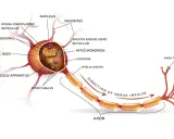 Detailreicher neuron aufbau: Zellkörper mit Zellorganellen, Axon mit Myelinscheide und Axonenden.