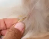 Main d'une personne retirant des épillets chien coincés dans le pelage.
