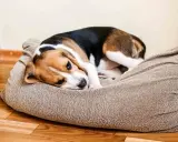 Smutny beagle leży na legowisku, charczy jakby miał coś w gardle.