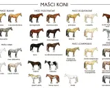 Rozszyfruj maść bułaną: Klucz do identyfikacji koni