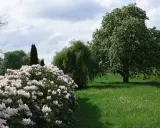 Kwitnący rododendron zachwyca. Zastanawiasz się, co posadzić obok rododendrona? W tle wierzba i kasztanowiec.