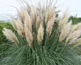 Gros plan sur une touffe de **herbe de la pampa** aux plumes légères et aériennes, contrastant avec ses longues feuilles vertes et fines.
