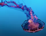 Medusa con lunghi tentacoli blu e rosa che fluttuano nell'acqua azzurra.