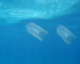 Due meduse trasparenti nuotano nell'acqua blu. A cosa servono le meduse? Sono predatori e cibo per altri animali marini, mantenendo l'equilibrio dell'ecosistema.