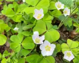 Fleurs d'oxalis blanches et roses sur un tapis de feuilles vertes. Pour savoir comment se débarrasser de l'oxalis, il faut identifier cette plante envahissante.