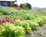 Un potager ensoleillé présente une belle liste variété de salade, avec des laitues vertes frisées et des variétés rouges luxuriantes.