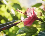 Przycinanie hibiskusa: Kiedy i jak? Sekrety obfitych kwiatów