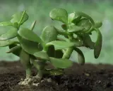 Ein junger Geldbaum mit saftigen grünen Blättern, bereit für die richtige Geldbaum Pflege.