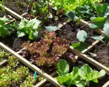 Un potager bien organisé, avec une belle association de légumes : laitues, choux, fraises et betteraves.