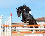 Ein schwarzes Pferd mit Reiterin springt über ein Hindernis. Typische Bilder von Springpferde Rassen in Aktion.