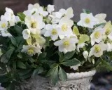 Białe kwiaty helleborus niger w ozdobnej donicy, z zielonymi liśćmi i żółtymi środkami.