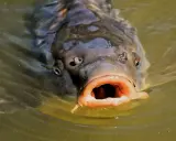 Karp z otwartym pyskiem, jakby pytał, jak przygotować rzepik na ryby. Woda faluje wokół jego głowy.