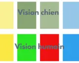 Comparaison des couleurs : comment voit un chien (tons de vert et bleu) vs. vision humaine (vert, rouge, bleu).