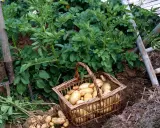 Panier rempli de pommes de terre fraîchement sorties de terre, prêt pour la récolte.