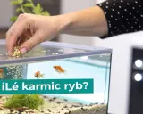 Dłoń wsypuje pokarm do akwarium, gdzie pływają złote rybki. Zastanawiasz się, co jedzą karasie?