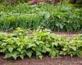 Un potager illustrant le schéma de rotation des cultures : haricots verts au premier plan, suivis d'oignons, de carottes, de courgettes et de maïs.