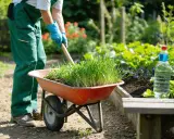 Un jardinier utilise une brouette, un outil pour désherber, remplie d'herbes fraîches.