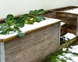 Grünes Gemüse trotzt dem Schnee auf dem hochbeet im winter. Ein paar Kohlpflanzen und Salatblätter ragen aus der weißen Decke.
