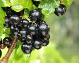Glänzende, nasse schwarze Johannisbeeren hängen an einem Ast, bereit zur Ernte.