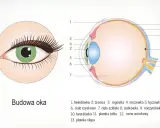 Ilustracja przedstawia przekrój oka z zaznaczonymi elementami budowy.