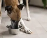 Un chien mange dans une gamelle. La question "peut on donner des pâtes à un chien" est souvent posée par les propriétaires.