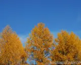 Złote modrzewie na tle błękitnego nieba. Bieszczady jesienią, widok na Solinę.