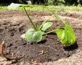 Jeune plant de courgette dans la terre, prêt à grandir. Il est encore tôt pour savoir jusqu'à quand planter des courgettes, mais ce petit est bien parti !
