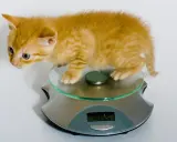 En orange kattunge, cirka 12 veckor gammal, står på en köksvåg. Den väger 506 gram.