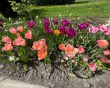 Różowe i fioletowe tulipany po przekwitnięciu, z pojedynczymi kwiatami w pełnym rozkwicie, tworzą barwną rabatę.