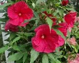 Piękny, rozłożysty hibiskus krzew z wieloma dużymi, karminowymi kwiatami i zielonymi liśćmi.