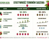 Kiedy sadzić maliny? Jesienią mają lepszą przeżywalność (92-95%), dynamiczny wzrost i pełną ofertę odmian. Wiosną jest umiarkowanie.