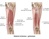 Anatomia mięśni kulszowo-goleniowych: mięsień półścięgnisty i półbłoniasty, głowy mięśnia dwugłowego uda.