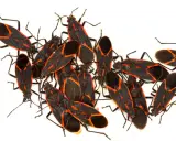 A cluster of boxelder bugs, showcasing their distinctive black and red markings, hinting at their fascinating boxelder bug life cycle.