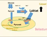 Der Stoffwechselweg von Glukose zu Pyruvat und Laktat in Zytosol und Mitochondrien unter Belastung.