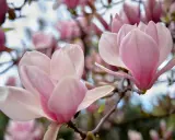 Delikatne, różowe kwiaty magnolii na gałęziach. Czego nie lubi magnolia? Zbyt silnego wiatru, który mógłby uszkodzić jej piękne płatki.