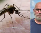 En närbild på en mygga på hud, bredvid en man med glasögon. En myggkarta över Sverige visar var de trivs bäst.