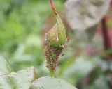 Un bouton de rosier envahi par des pucerons. Un remède de grand-mère est peut-être nécessaire pour sauver cette plante.