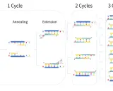 Ilustración del esquema PCR: desnaturalización, apareamiento y extensión de ADN. Muestra la amplificación de ADN en ciclos.