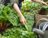 Main de jardinier manipulant de grandes feuilles vertes de rhubarbe, près d'une caisse en bois et d'un arrosoir. Le purin de rhubarbe est un excellent engrais naturel.