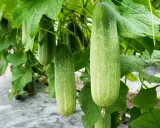 Concombres mûrs pendant à une vigne. Combien de pied de concombre pour 2 personnes ? Une belle récolte !