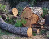 Duże pnie drzew leżą na ziemi, otoczone gałęziami i igliwiem. Wygląda na to, że nastąpiła wycinka drzew bez zgłoszenia.