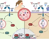 Schema illustra meccanismi infiammatori mediati da anticorpi anti-U1-snRNP e proteina C reattiva (pCRP).