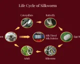 The life cycle of a silkworm, from egg to butterfly, leading to silk production and beautiful silk fabrics.