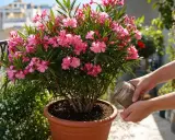 Des mains versent des granulés dans le terreau pour laurier rose, assurant une floraison éclatante sur le balcon.