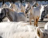 Eine Herde stolzer Lipizzaner in Slowenien, ihre weißen Mäntel glänzen in der Sonne.